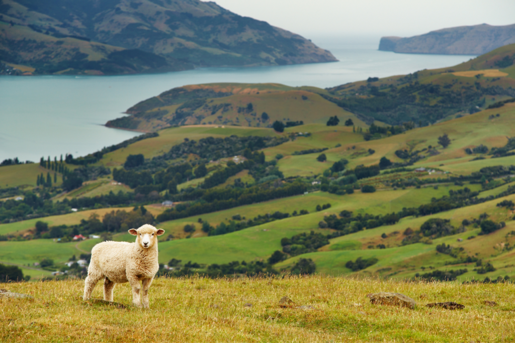 Climate change is political theatre in New Zealand NZNE
